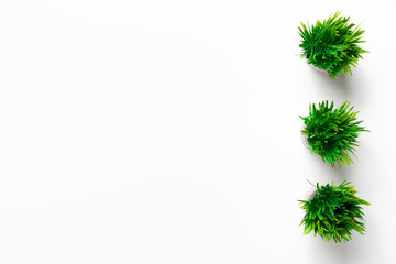 Fresh green grass in pots on white background