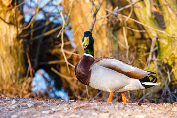 A male duck stands on the edge of the lake