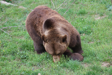 Fototapeta premium Teenage Wild Brown bear portrait in Europe national park, mammal life animal backgrounds