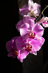 branch of pink orchids on a dark background