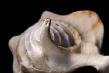 Sea Shell