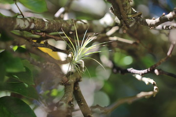 tree in spring