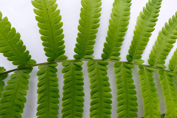 Close up of Compound Pinnate green leaves, leaflets in rows, two at tip. White background. Horizontal formation. Abstract vain texture. Bright lit by sunlight. Use as space for text or image backdrop.