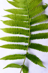 Close up of Compound Pinnate green leaves, leaflets in rows, two at tip. White background. Vertical...
