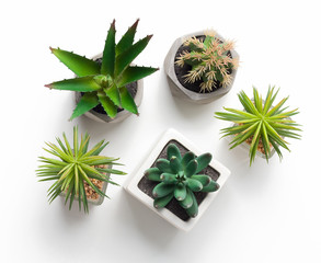 Various cacti and succulent plants in pots on white background
