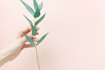 Woman's hand holding a branch of eucalyptus on nude background