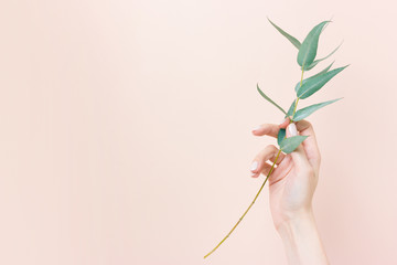 Woman's hand holding a branch of eucalyptus on nude background - Powered by Adobe