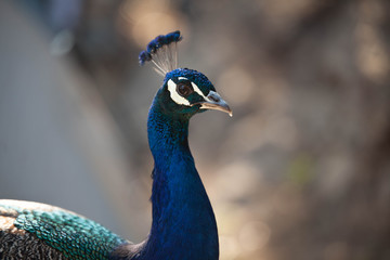 Fototapeta premium Peacock