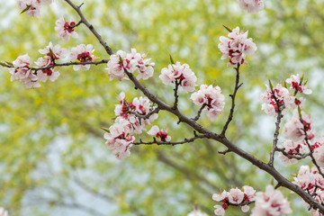 apricot flower spring nature close up macro 