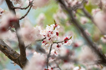 apricot flower spring nature close up macro 