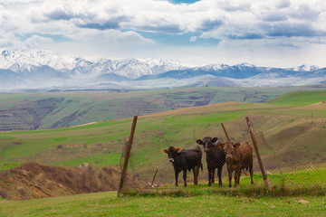 Armenia. mountain landscape village!