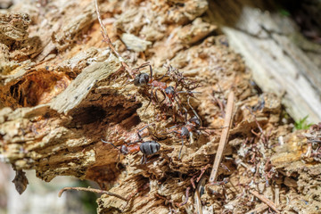 Waldameise (Formica)