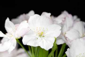 Fototapeta na wymiar Close Up Macro Of White Tree Blossom Flowers