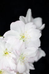 Fototapeta na wymiar Close Up Macro Of White Tree Blossom Flowers