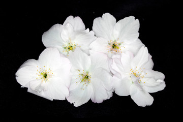 Close Up Macro Of  White Tree Blossom Flowers
