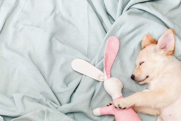 Sleeping golden retrieve puppy with a rabbit on a blanket