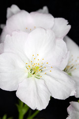 Close Up Macro Of  White Tree Blossom Flowers