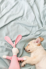 Sleeping puppy with rabbit
