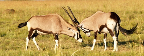 Oryx - Gemsbock