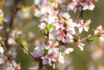Flowering apricot. Apricot flowering. Spring flowering trees.