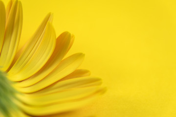 closeup of yellow flower