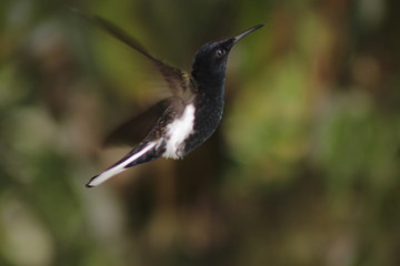 Hummingbird (Beija-flor) IV