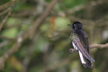 Fototapeta na wymiar Hummingbird (Beija-flor) V