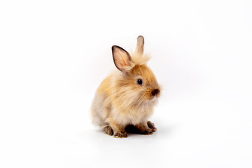 Happy Easter Day. Brown rabbit on white background. Cute Brown baby bunny on white background.