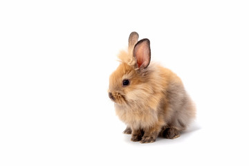 Happy Easter Day. Brown rabbit on white background. Cute Brown baby bunny on white background.