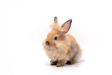 Happy Easter Day. Brown rabbit on white background. Cute Brown baby bunny on white background.