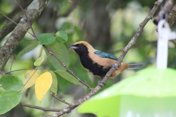 burnished-buff tanager (Tangara cayana) - saíra-amarela ii