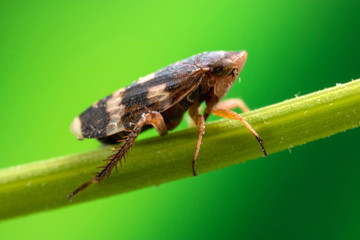 A very small leaf-hopper at very high magnification.