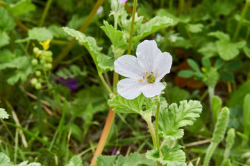 Rare White Texas Stork's Bill Flower