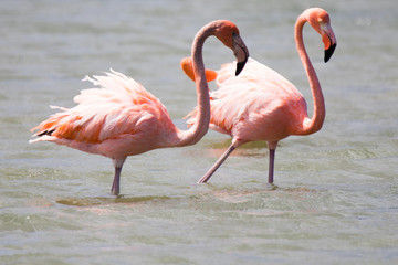 group of flamingos