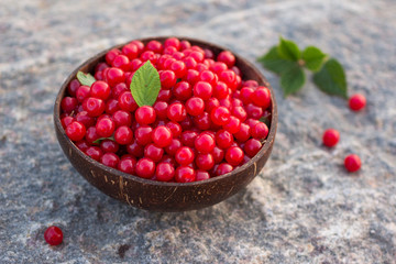 Prunus tomentosa or nanking cherry harvest in a cocnut bowl on a stone outdoors in summer. Countryside vacation concept