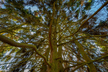 big old tree close up in the detail