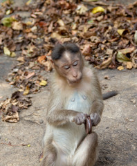 Naklejka premium Indian Macaque Monkey eating cream cookies in the wild. Bhagwan Mahavir Reserve