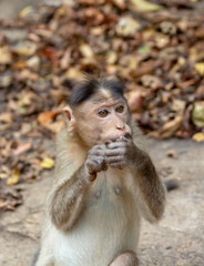 Fototapeta premium Indian Macaque Monkey eating cream cookies in the wild. Bhagwan Mahavir Reserve