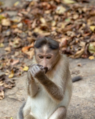 Indian Macaque Monkey eating cream cookies in the wild. Bhagwan Mahavir Reserve