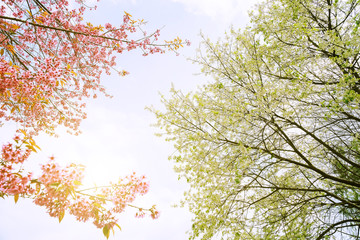 Autumn leaves on tree, Pink cherry blossoms and white cherry blossoms are blooming, Cherry blossoms or Sakura flower in Thailand, Autumn leaves.