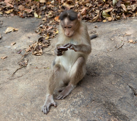 Indian Macaque Monkey eating cream cookies in the wild. Bhagwan Mahavir Reserve
