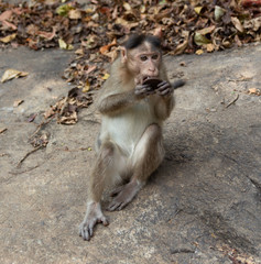 Fototapeta premium Indian Macaque Monkey eating cream cookies in the wild. Bhagwan Mahavir Reserve