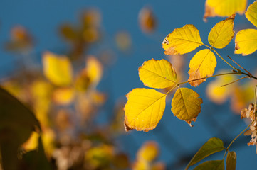 Autumn leaves turned yellow colour