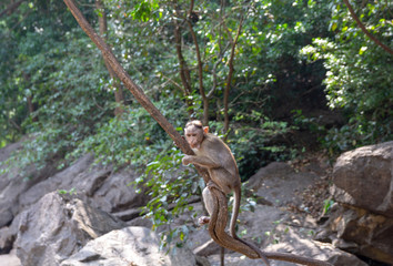Fototapeta na wymiar Indian Macaque Monkey in the wild. Bhagwan Mahavir Reserve