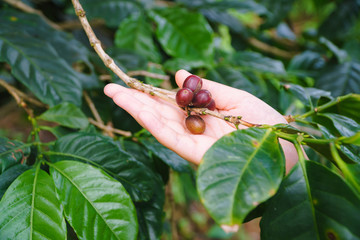Touch the fresh coffee beans in the garden, Arabica coffee, Picking coffee bean from coffee tree.