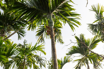 Obraz premium Bunches of coconuts on a palm tree in a rainforest