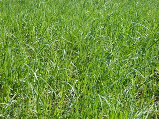 green grass