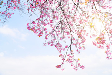 Beautiful cherry blossom Sakura in Thailand, Cherry blossoms or Sakura flower in Thailand, Beautiful Pink Sakura Flower Blooming.