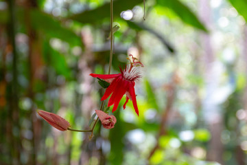 Bright red tropical flower in the garden