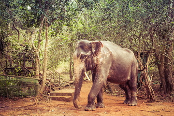 Fototapeta premium Indian elephant with tusks cut off